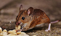 24 Hour & Emergency Exterminators in Sister Bay, WI